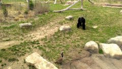 Gorilla vs. goose