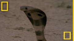 Cobra VS Mongoose