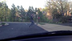 If humans crossed the street like animals