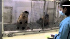 Two monkeys were paid unequally