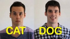 Cat-friend vs dog-friend 2