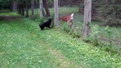 Rottweiler vs Deer