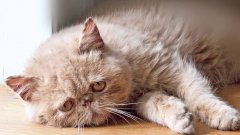 Sad cat diary