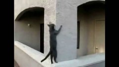 Cat Parkour PK