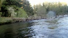 Bald-headed eagle steals fish off fishing line