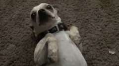 Chihuahua hates taking baths