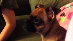 Dog cries during lion king