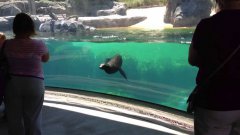 Sea lion worried about little girl