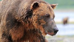 Grizzly bear eats GoPro camera