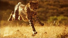 World’s fastest land animal