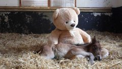 Orphan pony sleeps with teddy bear