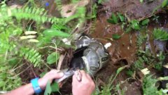 Man saves cat from boa constrictor