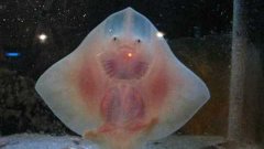 Dancing baby stingray