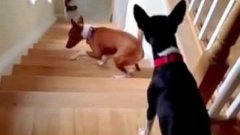 Dog walks upstairs backwards