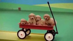 Dog Rube Goldberg machine