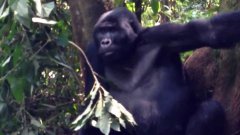 Gorilla Kiss
