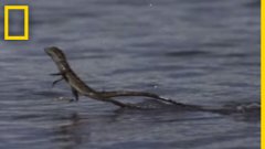 Jesus Christ lizard