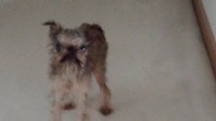 Wet unhappy dog