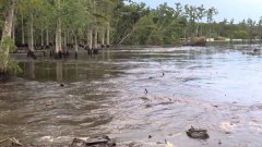 Sink hole swallows trees