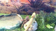 Bearded dragons waving to each other