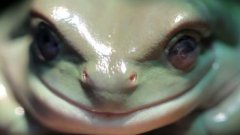 True facts about the frog