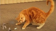 Ginger cat vs the paper army