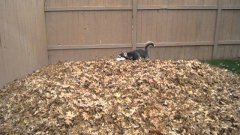 Funny siberian husky playing in leaves