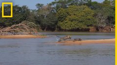 Jaguar attacks crocodile