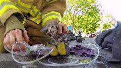Fireman saves kitten