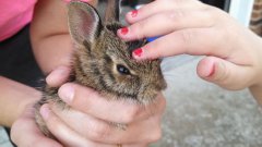 Bunnies can fly