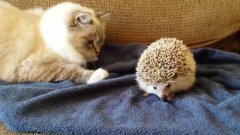 Cat sits on hedgehog