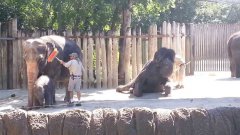 Elephant cleans her forehead with a broom