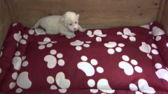 White lion cub debuts at Serbia zoo
