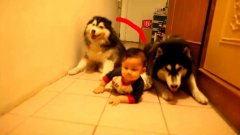 Two huskies imitate crawling baby