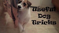 Useful Dog Tricks