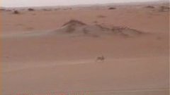 A rabbit being chased by a hawk