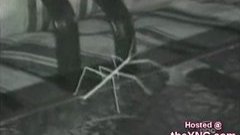 Animal dances