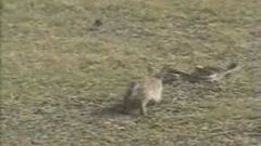 Rabbit and a snake