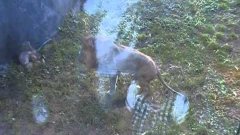 Lion freaking out a two year old