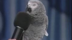 Einstein bird