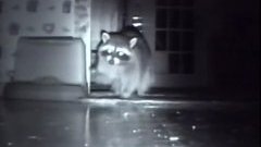 Sneaky Racoon