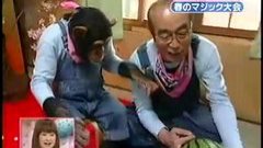 Chimp likes magic tricks