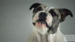 Epic dog food commercial