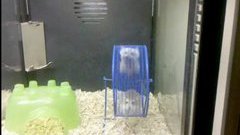 One evil hamster