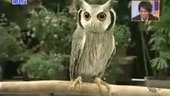 Transformer Owl