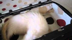 Ferret Inside PS3, Playstation 3 Case
