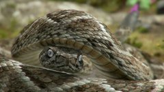 Embarrassed Rattlesnake