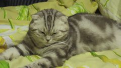 Deadly Sleepy cat