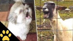 Cody The Screaming Dog