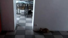 Cat Game fail !
